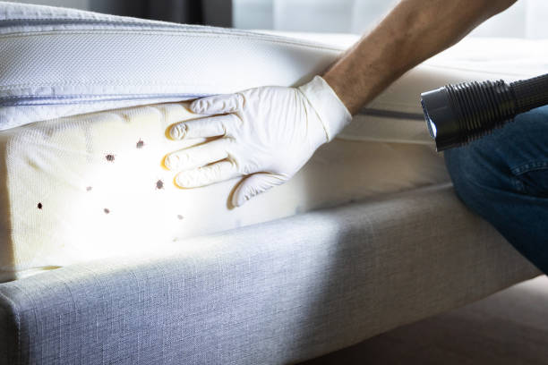 Best Ant Control Services  in Rainbow Park, FL