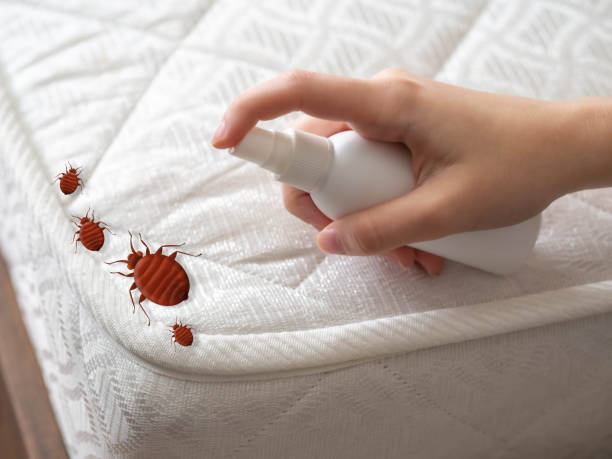 Best Affordable Pest Control Services  in Rainbow Park, FL